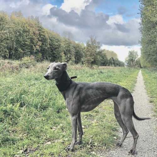 Chó Greyhound đứng trên lối đi với khung cảnh thiên nhiên.