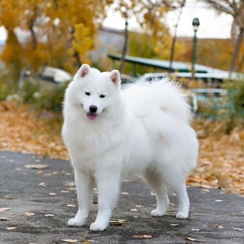 Chó American Eskimo với bộ lông trắng muốt, dáng đứng khỏe mạnh trong khung cảnh mùa thu.