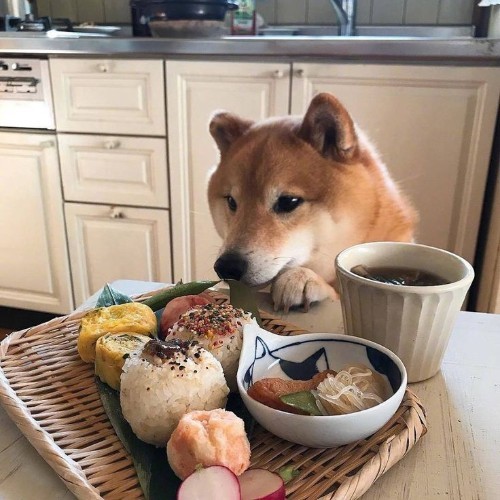 Chó Shiba Inu nhìn đĩa thức ăn truyền thống Nhật Bản.