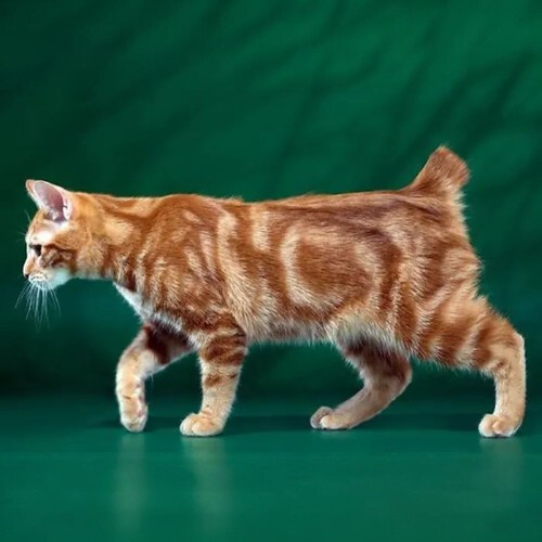 Mèo Manx cam sọc vân, vệ sinh lông và tắm đúng cách giúp mèo luôn khỏe mạnh.