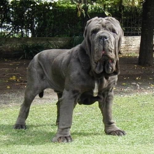 Chó Neapolitan Mastiff oai vệ đứng trên bãi cỏ xanh.