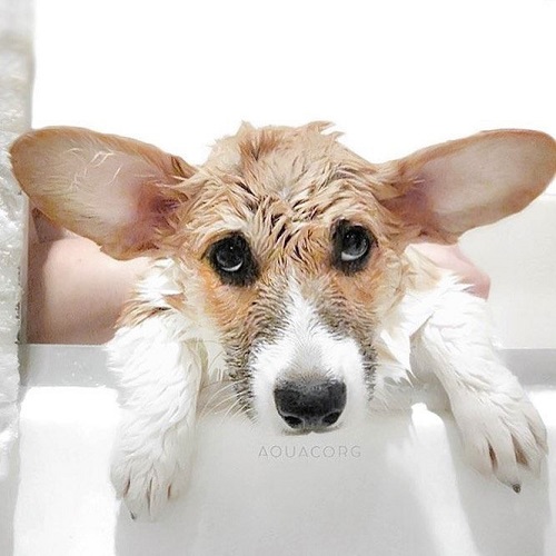 Chó Corgi ướt lông, không nên tắm khi cún đang yếu hoặc mới tiêm phòng
