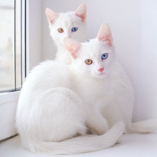 Hai chú mèo Khao Manee trắng muốt, một chú có mắt hai màu, ngồi cạnh cửa sổ.