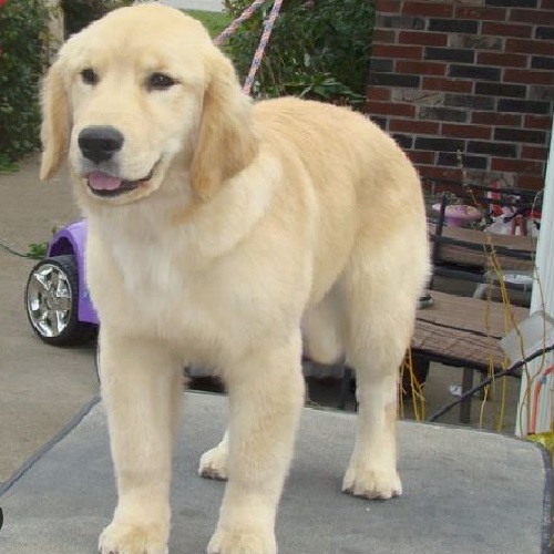 Golden Retriever lông ngắn thuần chủng với bộ lông gọn gàng