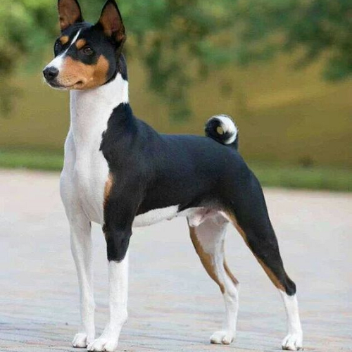 Chó Basenji ba màu đen trắng nâu dáng đẹp, tai dựng, đuôi xoăn