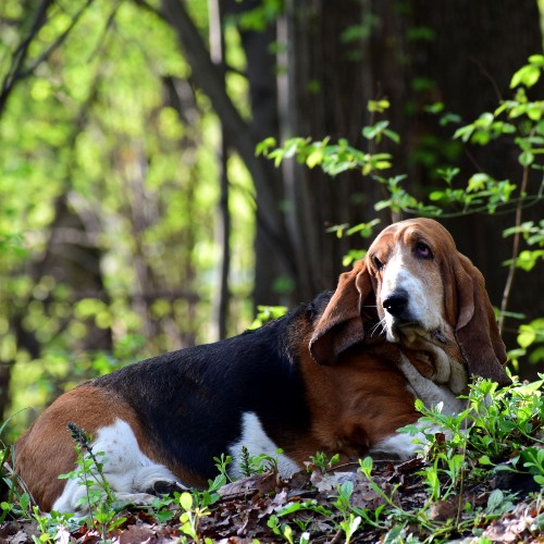 Chó Basset Hound nằm thư giãn giữa thiên nhiên xanh mát, đôi tai dài đặc trưng.