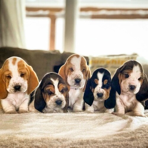 Năm chú chó con Basset Hound đáng yêu với bộ lông nhiều màu sắc khác nhau.