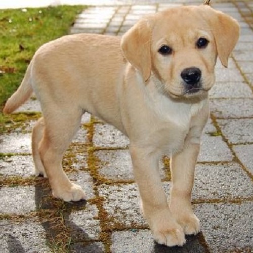 Chó Labrador lai Golden Retriever con đứng trên lối đi lát gạch