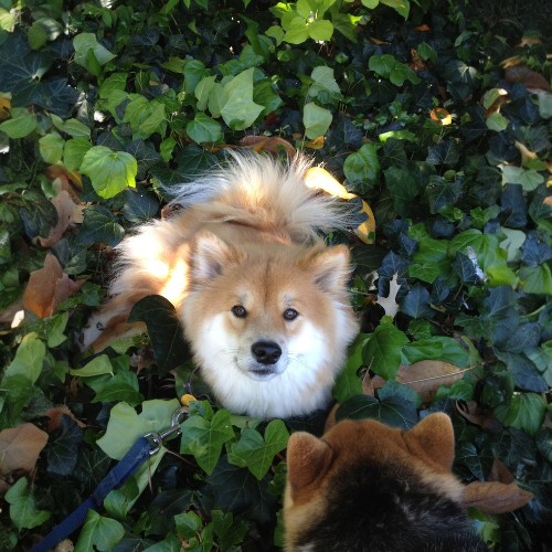 Shiba Inu lông dài nằm trong đám lá xanh với vẻ mặt đáng yêu.