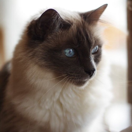 Cận cảnh mèo Birman Miến Điện với đôi mắt xanh biếc và vẻ ngoài sang trọng.