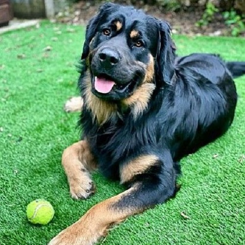 Chó Golden Retriever lai Rottweiler với bộ lông đen vàng và thân hình cơ bắp