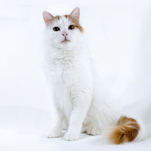 Mèo Turkish Van Thổ Nhĩ Kỳ lông trắng mượt, đuôi dài xù, mắt xanh hoặc hổ phách.