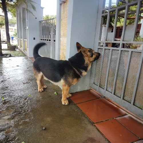 Chó Corgi lai Becgie Đức chân ngắn, đáng yêu đứng trước cổng nhà.