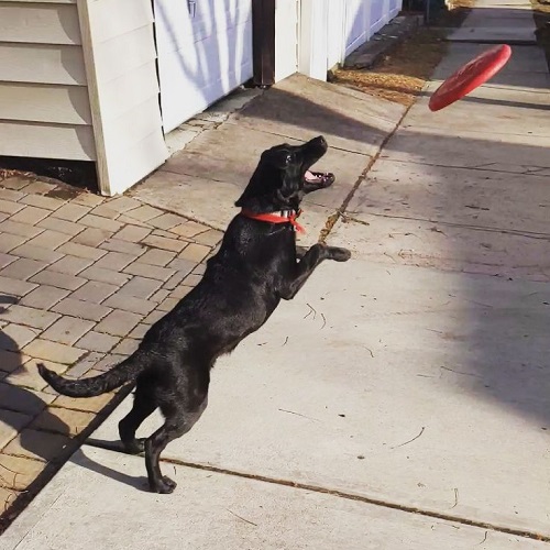 Chó Labrador đen đang nhảy bắt đĩa ngoài sân