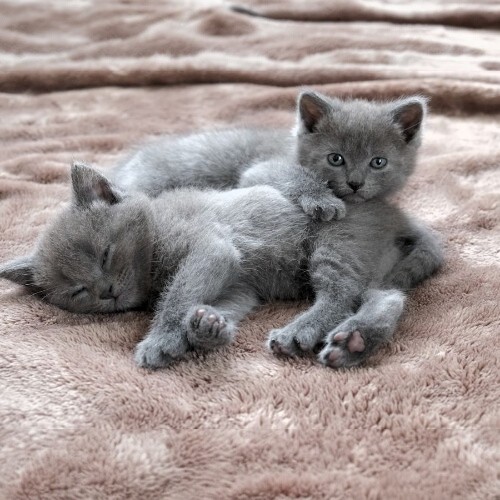 Hai mèo Chartreux con màu xám tro đáng yêu đang nằm thư giãn.
