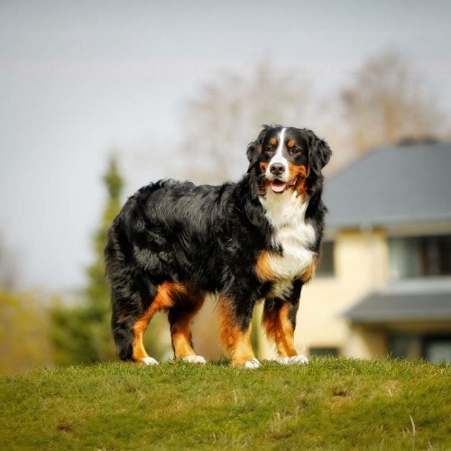 Chó Tam Sắc Bernese Mountain Dog đứng trên bãi cỏ xanh trước ngôi nhà.