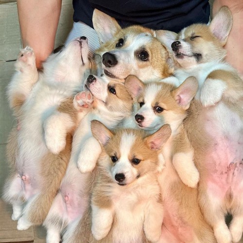 Đàn chó Corgi mẹ và con dễ thương, khỏe mạnh sau sinh.