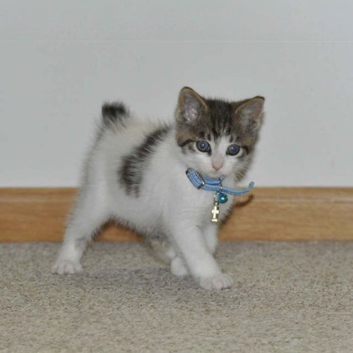 Mèo con Japanese Bobtail đuôi cộc đeo vòng cổ xanh đáng yêu.