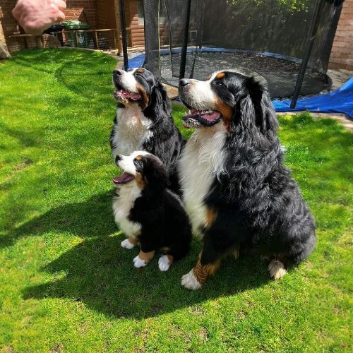 Ba chú chó Bernese Mountain Dog đang ngồi ngoan trong vườn, dáng đẹp tiêu chuẩn.