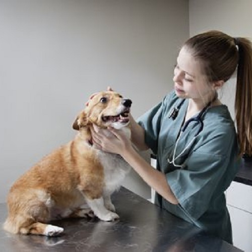 Chó Corgi được bác sĩ thú y kiểm tra sức khỏe tại phòng khám