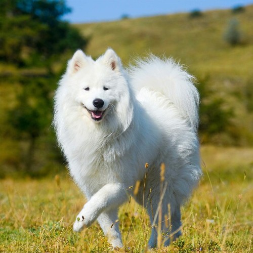Chó Eskimo Mỹ lông trắng, dáng thanh thoát đang chạy trên đồng cỏ.