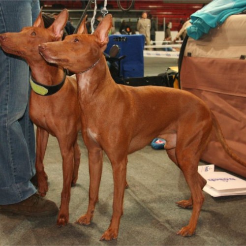 Hai chú chó Pharaoh Hound đứng cạnh người huấn luyện tại một buổi tập luyện.