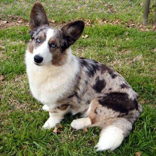 Chó Corgi Cardigan Blue Merle ngồi trên cỏ, nhập khẩu từ Nga.