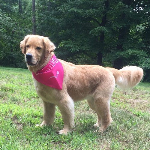 Chó Golden Retriever lông ngắn đeo khăn hồng đứng trên bãi cỏ
