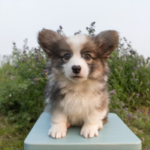 Chó Corgi sable nhỏ với bộ lông xám sẫm, ngồi trên bàn xanh ngoài đồng.