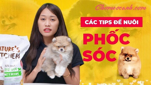Hướng dẫn các mẹo chăm sóc chó Phốc Sóc mini từ 1-3 tháng tuổi khỏe mạnh và xinh xắn.
