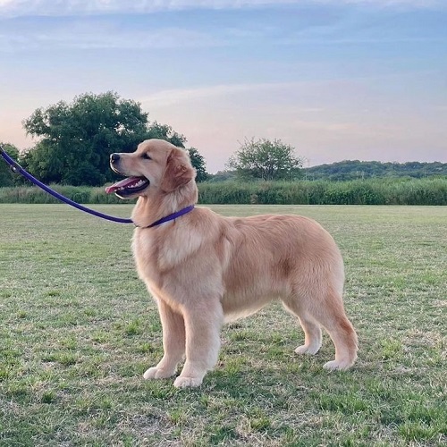 Golden Retriever lông ngắn đứng trên bãi cỏ ngoài trời