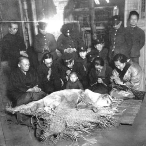 Giờ phút cuối cùng của chú chó Hachiko.