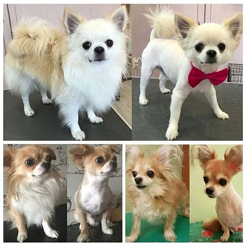 Chó Chihuahua lông dài và lông ngắn trước và sau khi cắt tỉa, chải chuốt