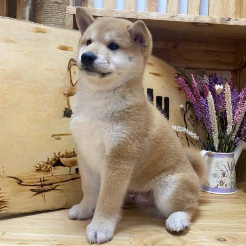 Chó Shiba Inu nhỏ nhắn, lông vàng với dáng vẻ dễ thương trong nhà gỗ.