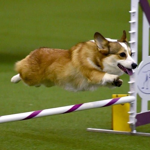 Chó Corgi nhảy qua rào trong bài tập huấn luyện