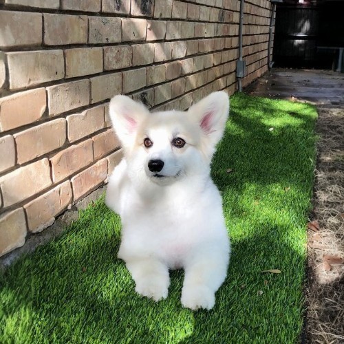 Chú chó Corgi bạch tạng nằm trên bãi cỏ xanh cạnh bức tường gạch.