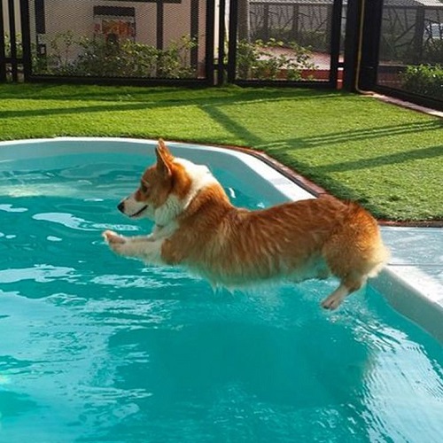 Chó Corgi nhảy xuống hồ bơi, cần tắm đúng cách để bảo vệ da lông