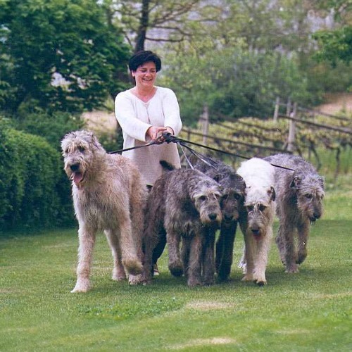 Một người phụ nữ dắt bầy chó Irish Wolfhound đi dạo trong công viên xanh.