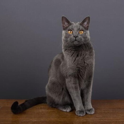 Mèo Chartreux lông xám mượt, đôi mắt vàng nổi bật, dễ thương và thông minh.