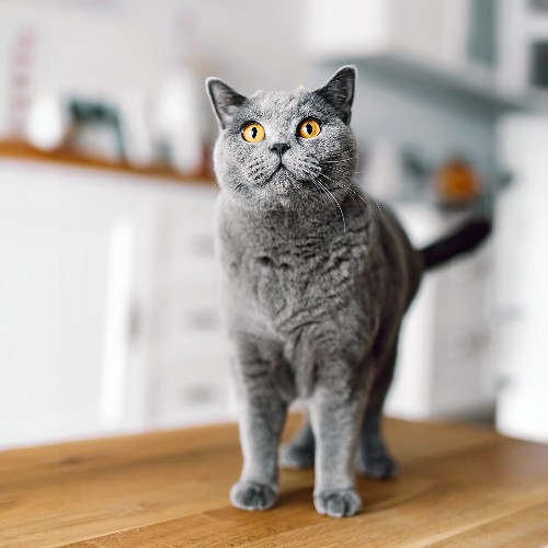 Mèo Chartreux to lớn, bộ lông xám tro và đôi mắt nâu đỏ đặc trưng.