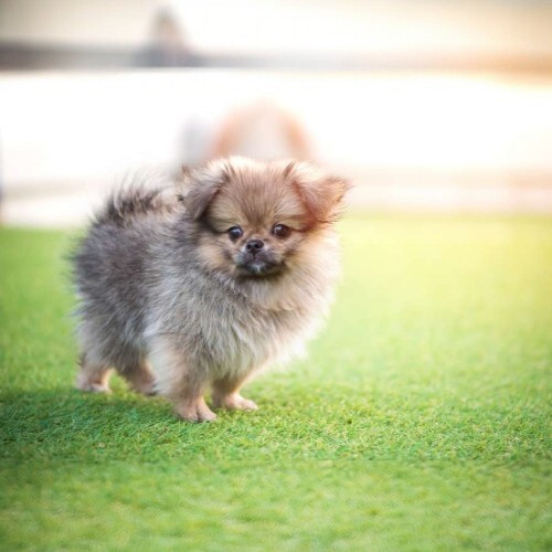 Chó Pom Bắc Kinh Teacup với bộ lông xù và kích thước nhỏ nhắn.