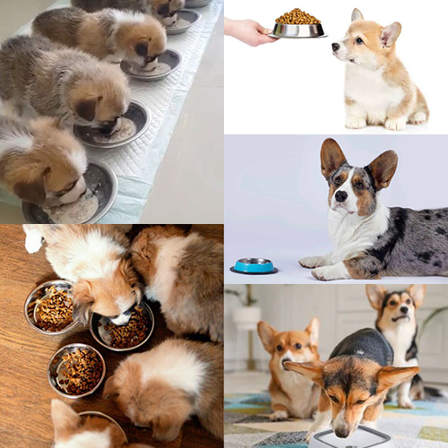 Thực đơn dinh dưỡng cho chó Corgi theo từng độ tuổi, từ Corgi con 1-2 tháng đến trên 6 tháng.