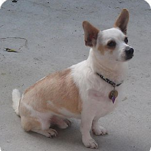 Chó Chihuahua lai Corgi với thân hình dài, tai to và lông ngắn