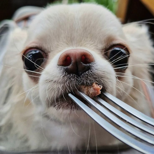 Chó Chihuahua ăn thịt bằng nĩa, cận cảnh mũi và miệng dễ thương