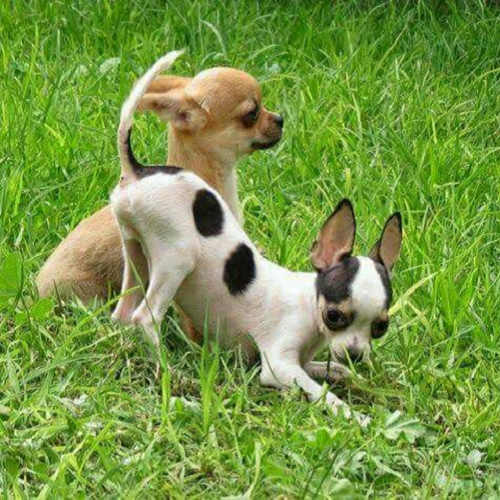 Hai chó Chihuahua lông ngắn chạy nhảy ngoài vườn cỏ xanh