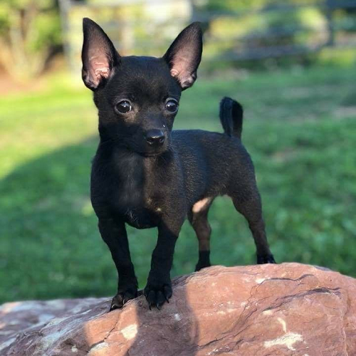 Chó Chihuahua đen tuyền nhỏ nhắn, tai to, đứng trên đá ngoài trời
