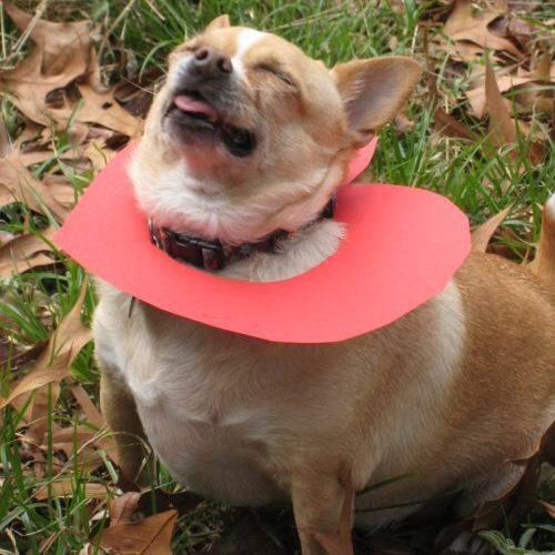 Chihuahua heo lùn đội phụ kiện trái tim đỏ