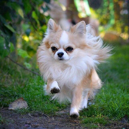Chihuahua lông dài chạy tung tăng ngoài sân vườn