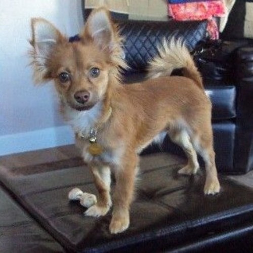 Chó Pomchi lai giữa Phốc Sóc và Chihuahua, đáng yêu và trung thành.