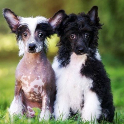 Hai chú chó có mào Chinese Crested, một lông dài và một không lông